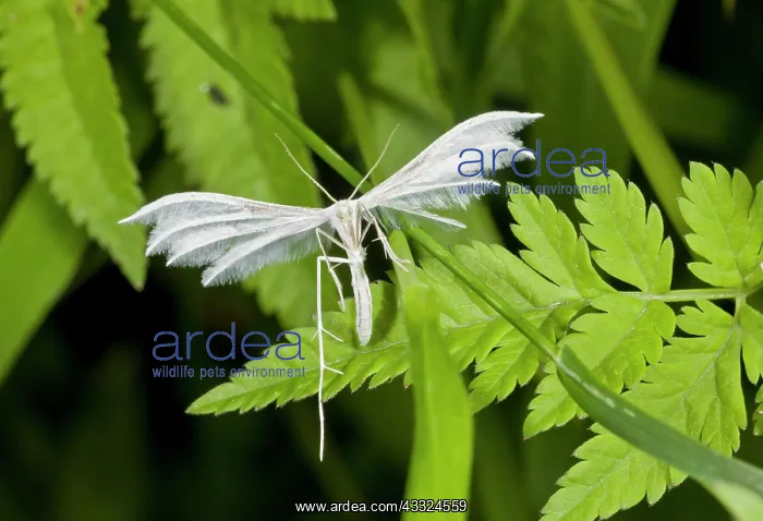 : White Plume Moth - larvae feed on bindweed : White Plume Moth - larvae feed on bindweed