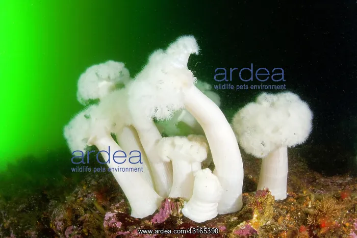 : White-plumed anemone - Vancouver Island British Columbia Can : White-plumed anemone - Vancouver Island British Columbia Can