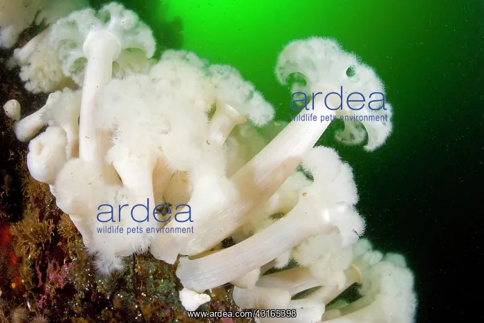 : White-plumed anemone - Vancouver Island British Columbia Can : White-plumed anemone - Vancouver Island British Columbia Can