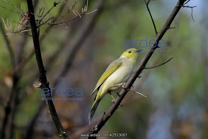: White-plumed Honeyeater : White-plumed Honeyeater