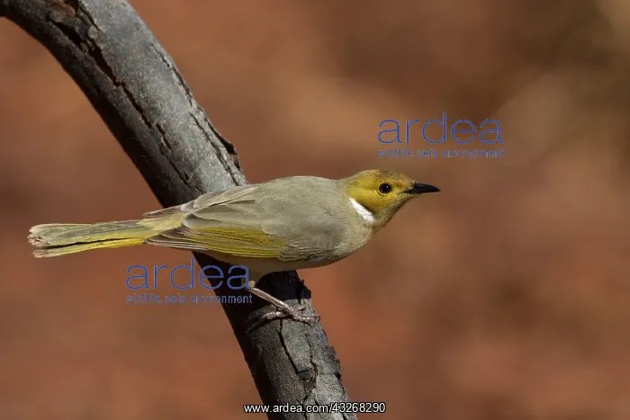 : White-plumed Honeyeater-Clinging to a stick - Papunya : White-plumed Honeyeater-Clinging to a stick - Papunya