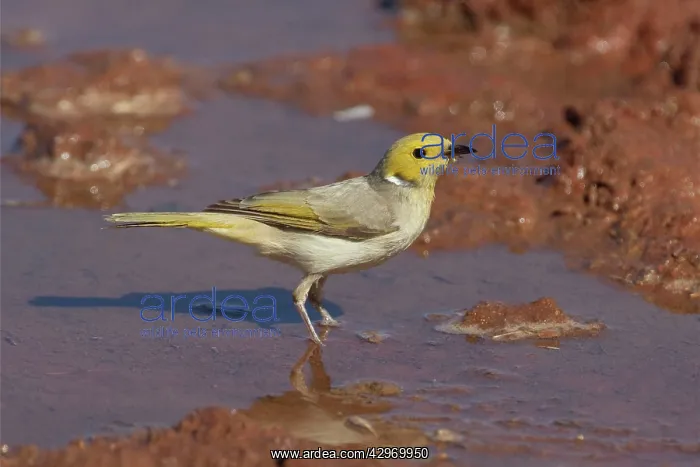 : White-plumed Honeyeater - Drinking at a stock watering : White-plumed Honeyeater - Drinking at a stock watering