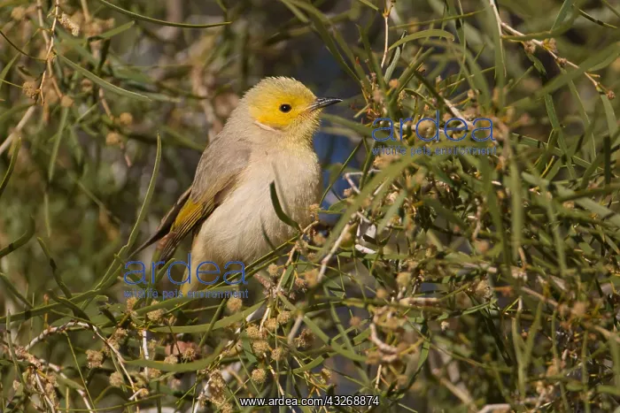 : White-plumed Honeyeater - feeding in a flowering : White-plumed Honeyeater - feeding in a flowering