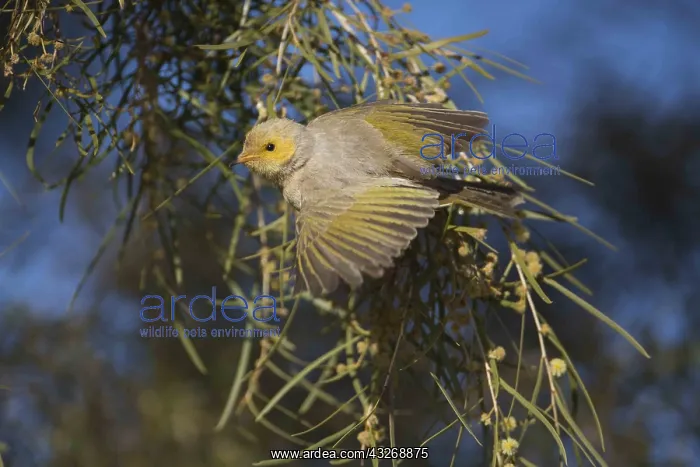 : White-plumed Honeyeater - feeding in a flowering : White-plumed Honeyeater - feeding in a flowering