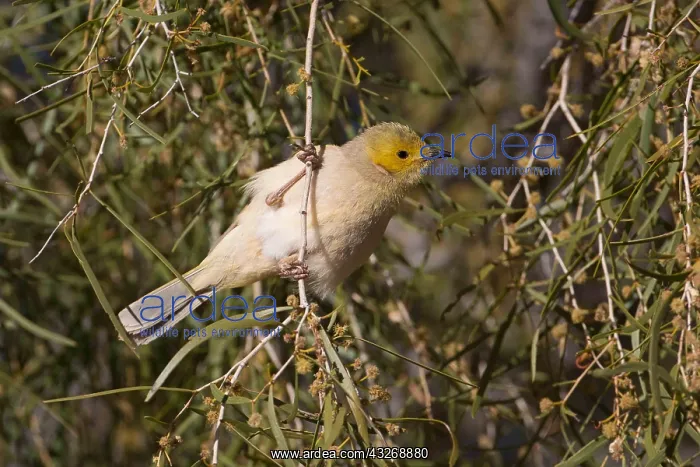 : White-plumed Honeyeater - feeding in a flowering : White-plumed Honeyeater - feeding in a flowering