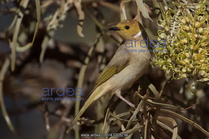 : White-plumed Honeyeater - Feeding from a Hakea : White-plumed Honeyeater - Feeding from a Hakea