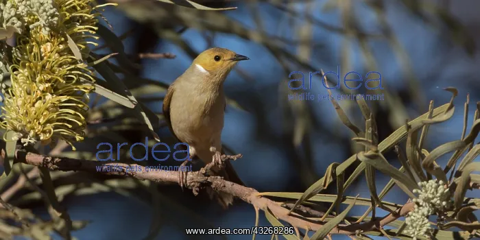 : White-plumed Honeyeater - Feeding in a Hakea macrocarpa : White-plumed Honeyeater - Feeding in a Hakea macrocarpa