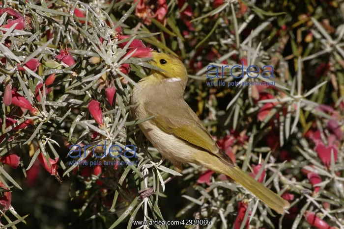 : White-plumed Honeyeater - Feeding on Native Fuchsia : White-plumed Honeyeater - Feeding on Native Fuchsia