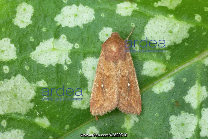 : White Point Moth (Migrant) : White Point Moth (Migrant)