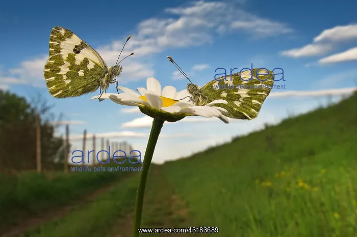  : White (Pontia sp) facing on daisy, Italy