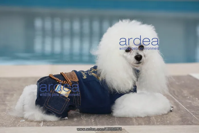 : White poodle with denim suit and Visa credit card : White poodle with denim suit and Visa credit card