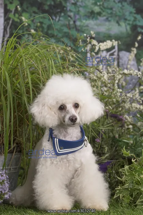  : White Poodle dog outdoors in the garden