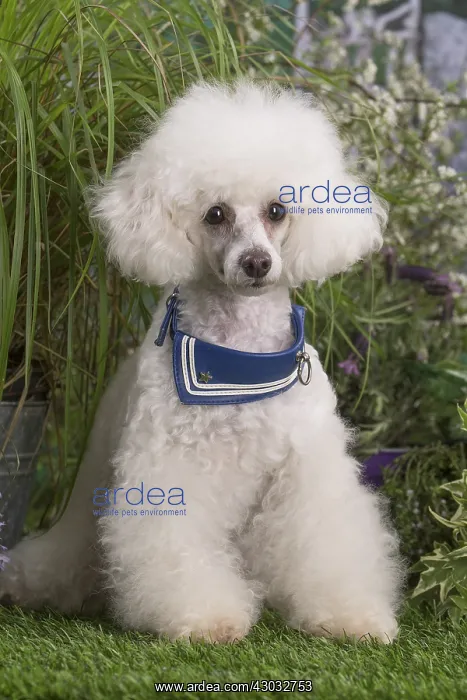  : White Poodle dog outdoors in the garden