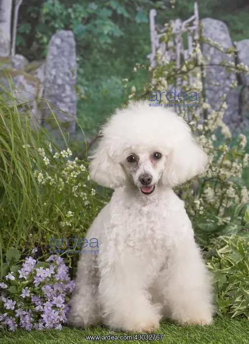  : White Poodle dog outdoors in the garden