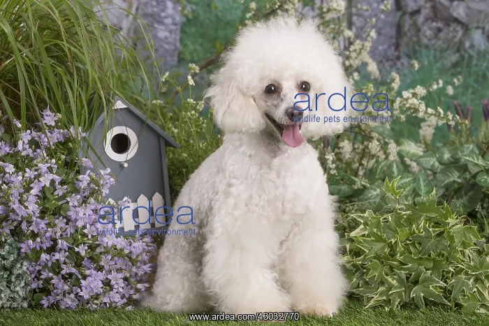  : White Poodle dog outdoors in the garden