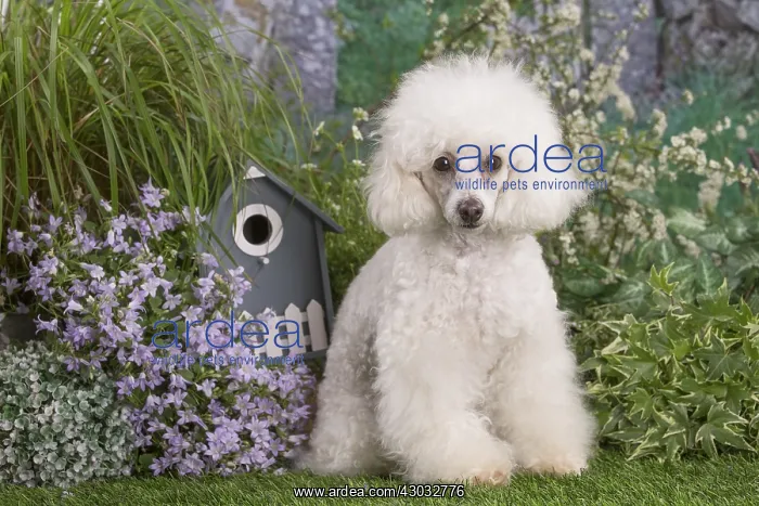  : White Poodle dog outdoors in the garden