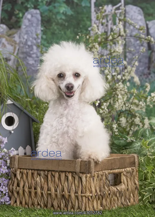  : White Poodle dog outdoors in the garden