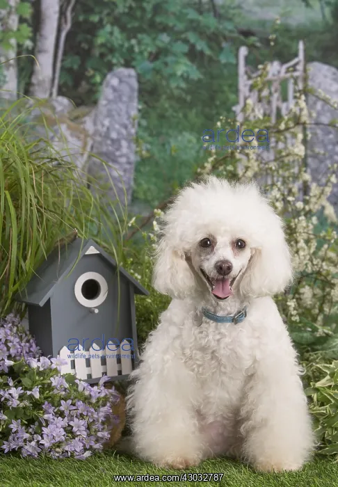  : White Poodle dog outdoors in the garden