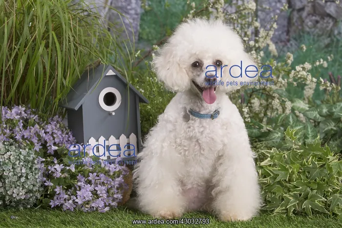  : White Poodle dog outdoors in the garden