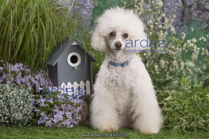  : White Poodle dog outdoors in the garden