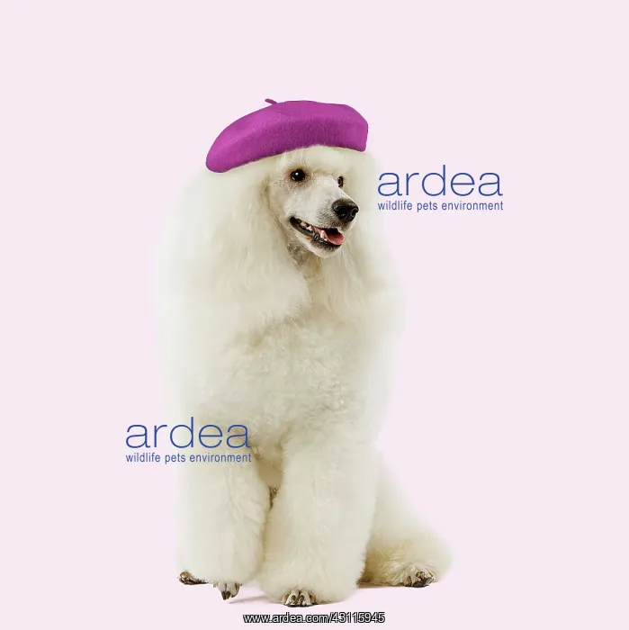  : White Poodle Dog wearing french beret hat Digital