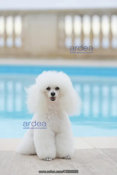  : White poodle at a swimming pool