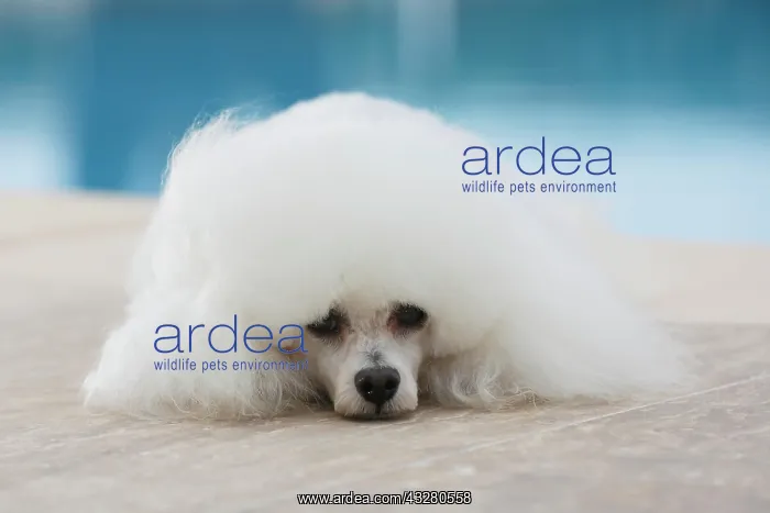 : White poodle at a swimming pool : White poodle at a swimming pool