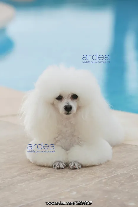  : White poodle at a swimming pool