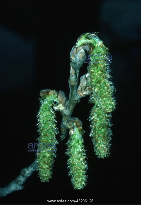 : WHITE POPLAR - cones and catkins : WHITE POPLAR - cones and catkins