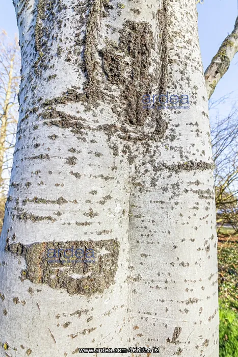 : White poplar (Populus alba) Raket, Bark