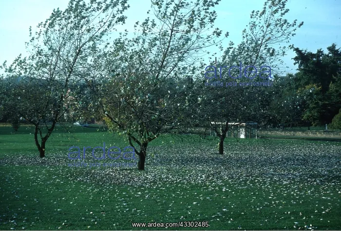 : WHITE POPLARS - losing leaves : WHITE POPLARS - losing leaves