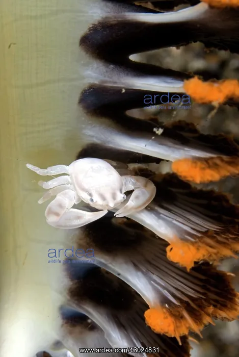 : White Porcelain Crab on sea pen : White Porcelain Crab on sea pen