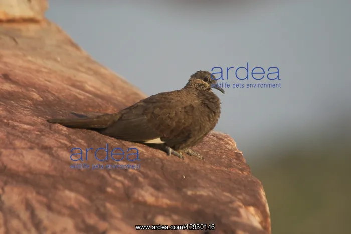 : White-Quilled Rock-Pigeon : White-Quilled Rock-Pigeon