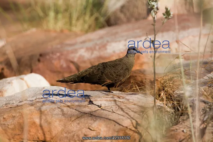 : White-quilled Rock-Pigeon : White-quilled Rock-Pigeon