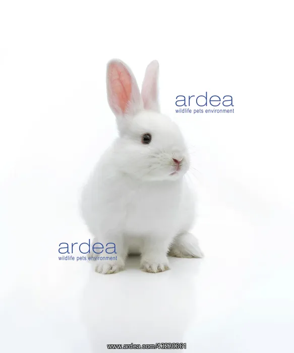 : White rabbit : White rabbit
