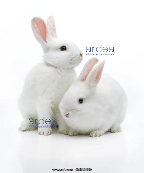 : Two white rabbits : Two white rabbits
