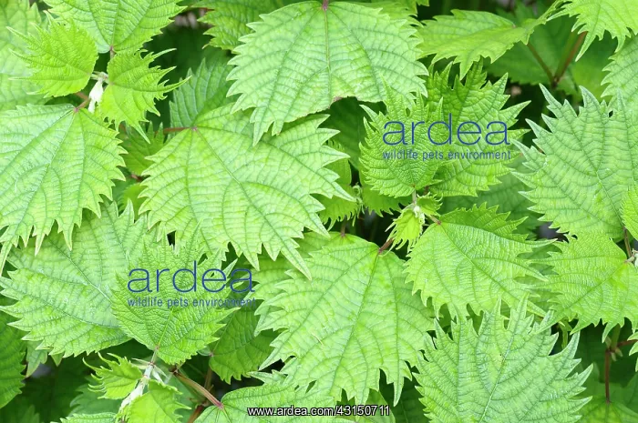 : White Ramie, Boehmeria utilis, Aerial view of leaves showing : White Ramie, Boehmeria utilis, Aerial view of leaves showing