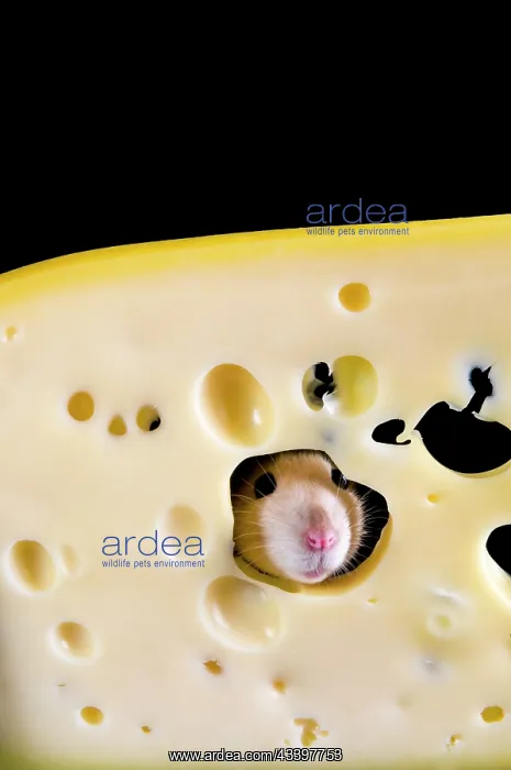 : White rat in a slice of cheese : White rat in a slice of cheese