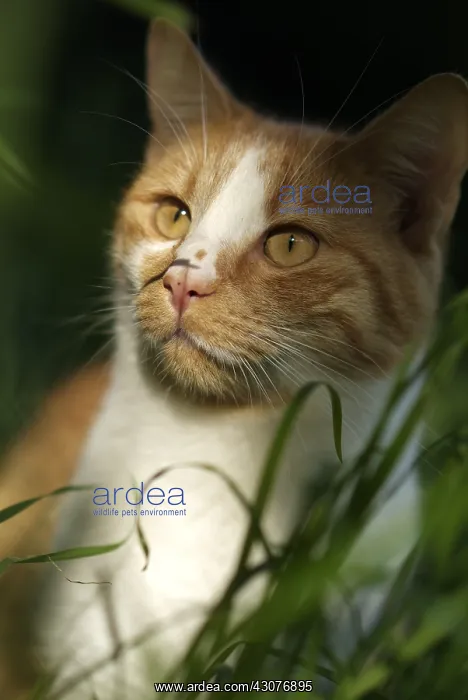 : White and red cat sat in grass : White and red cat sat in grass
