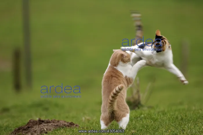 : White and red male European cat playing with tricolor female : White and red male European cat playing with tricolor female