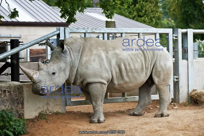: White Rhino : White Rhino
