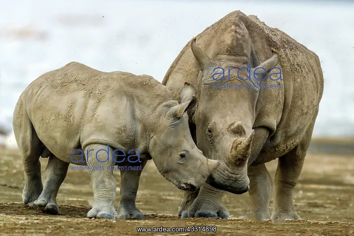 : White Rhino baby nuzzling mother in Lake Nakuru : White Rhino baby nuzzling mother in Lake Nakuru