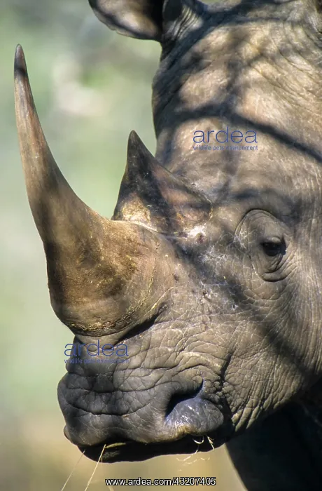 : White Rhino (Ceratotherium simum), Mkuze Game Reserve : White Rhino (Ceratotherium simum), Mkuze Game Reserve