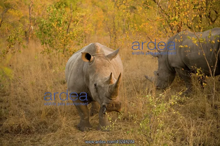: White Rhino (Ceratotherium simum), Arathusa : White Rhino (Ceratotherium simum), Arathusa
