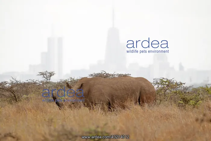 : White Rhino (Ceratotherium simum) in the savanna : White Rhino (Ceratotherium simum) in the savanna