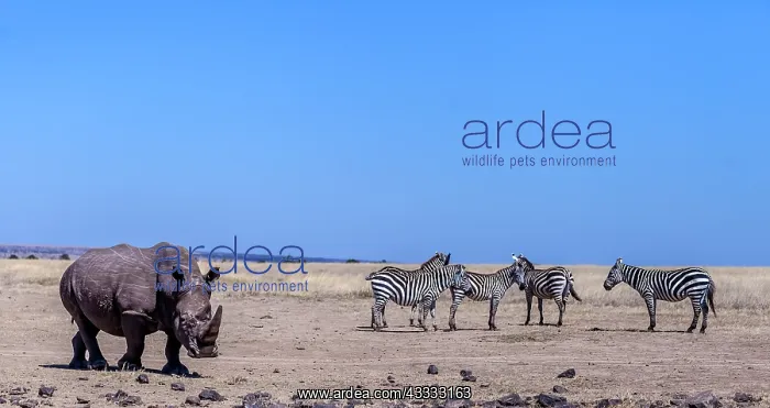 : White rhino with common zebra in Oi Peleta sanctuary, Kenya : White rhino with common zebra in Oi Peleta sanctuary, Kenya