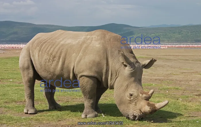 : White Rhino grazing with flamingos in background : White Rhino grazing with flamingos in background