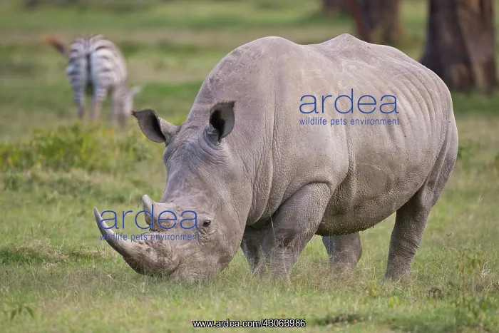 : White Rhino grazing at Lake Nakuru NP, Kenya : White Rhino grazing at Lake Nakuru NP, Kenya