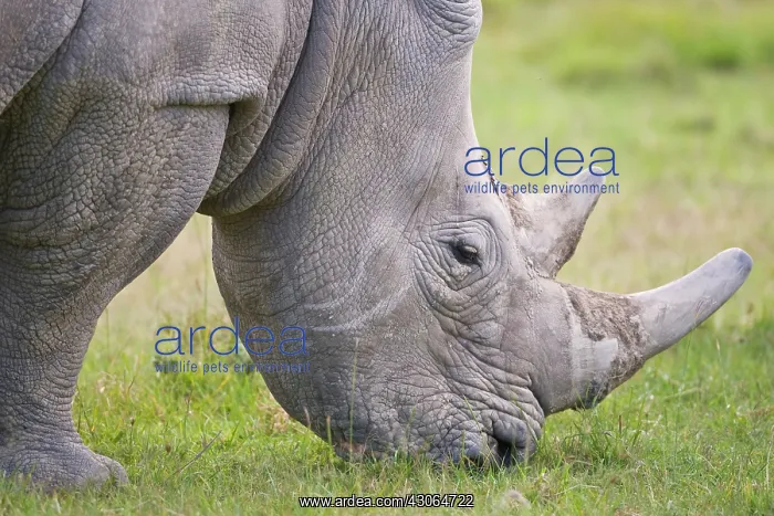 : White Rhino grazing at Lake Nakuru NP, Kenya : White Rhino grazing at Lake Nakuru NP, Kenya