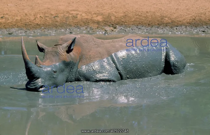 : WHITE RHINO IN MUD HOLE : WHITE RHINO IN MUD HOLE